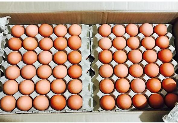 鸡蛋销量骤减叠加饲料疯涨 蛋鸡养殖步入亏损“深水区